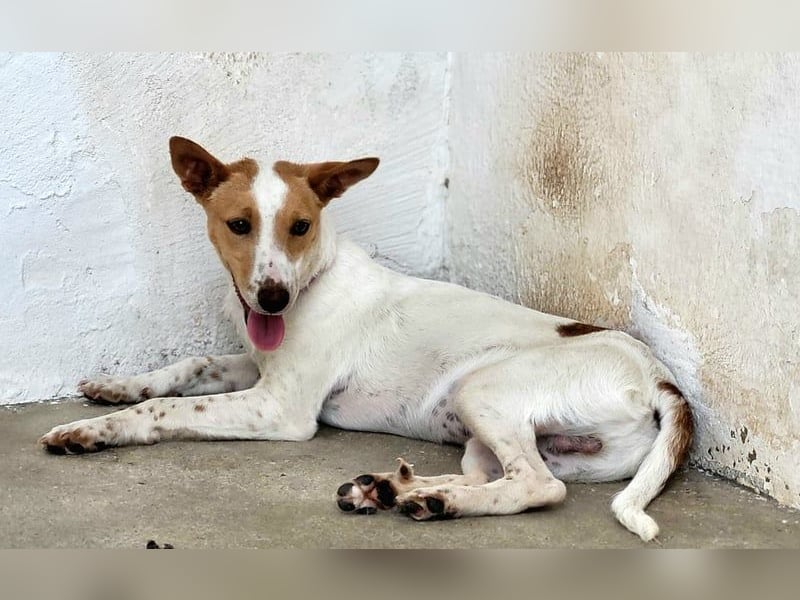Suki sucht Seine Herzensmenschen