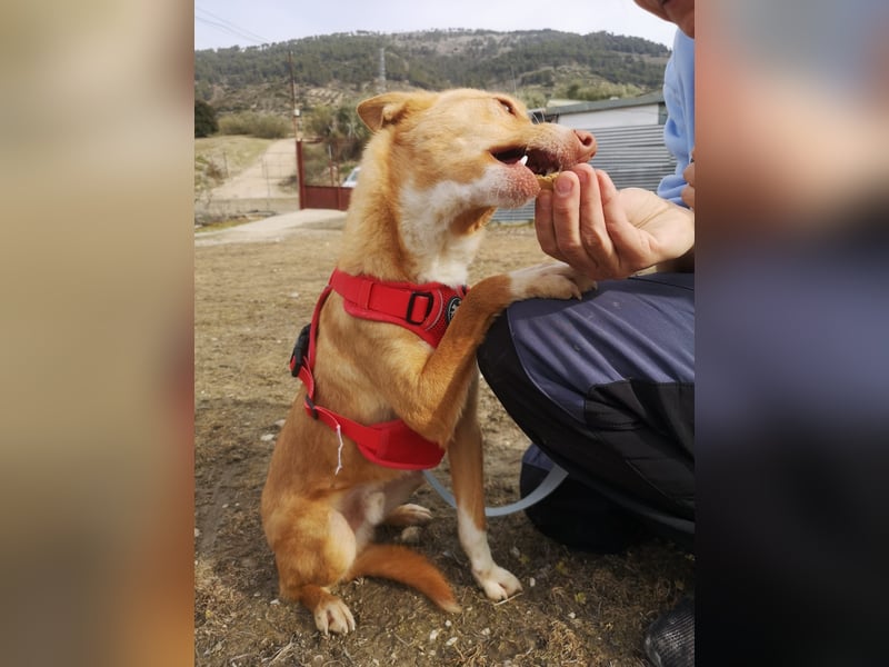 Coyote, er wurde immer übersehen