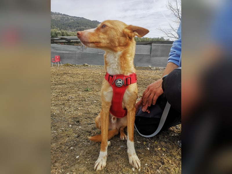Coyote, er wurde immer übersehen