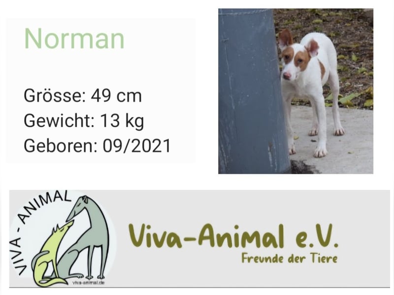 Norman sucht Menschen mit Geduld und Verständnis