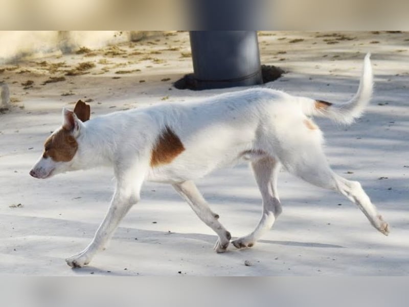 Norman sucht Menschen mit Geduld und Verständnis