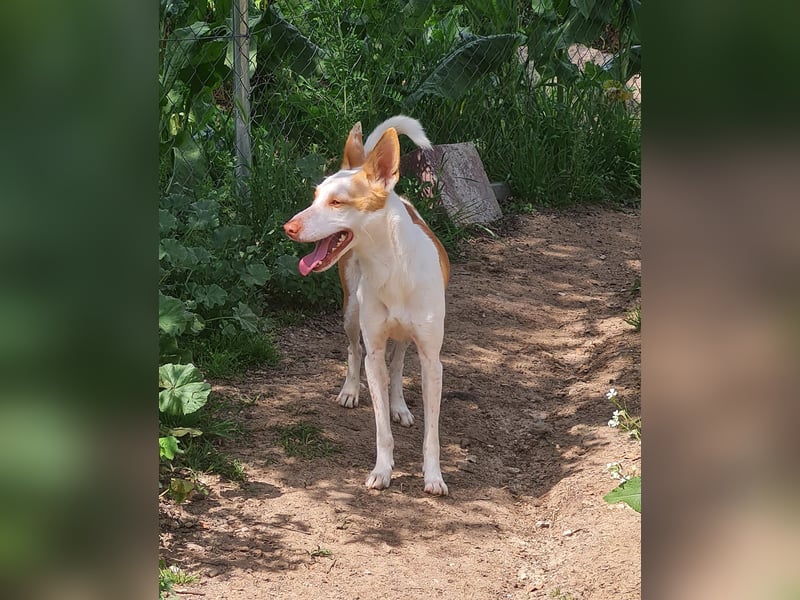 Jumanji – neugieriger Podenco mit liebevollem Wesen