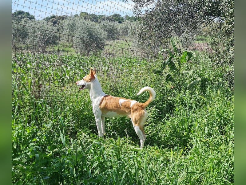 Jumanji – neugieriger Podenco mit liebevollem Wesen