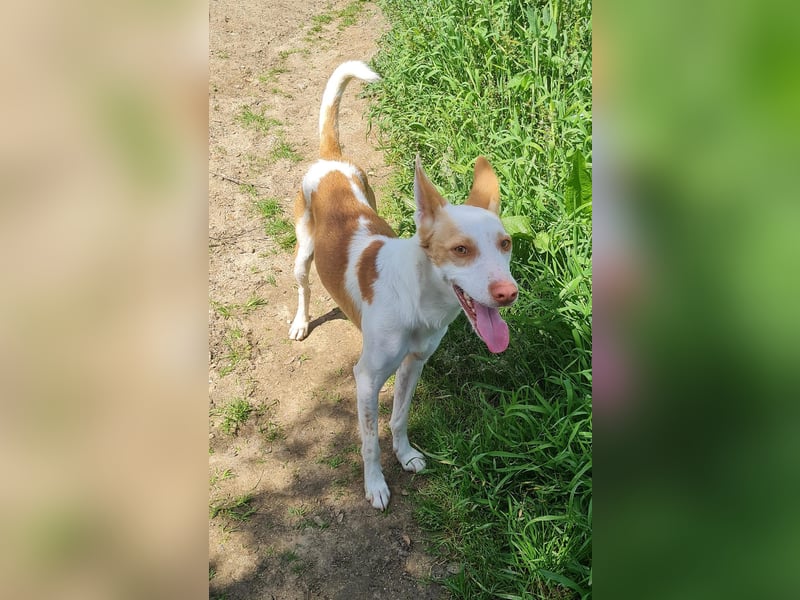 Jumanji – neugieriger Podenco mit liebevollem Wesen