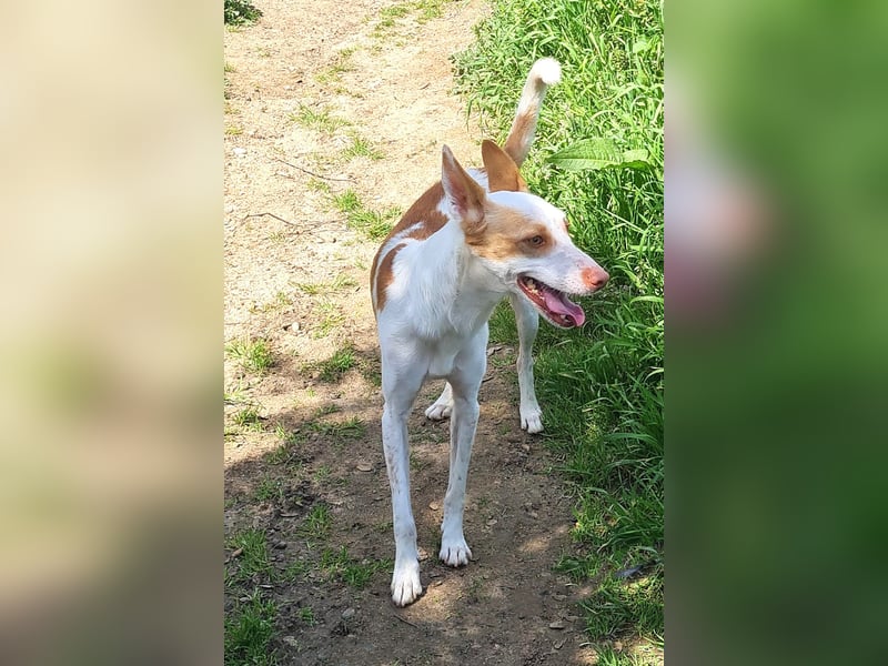 Jumanji – neugieriger Podenco mit liebevollem Wesen