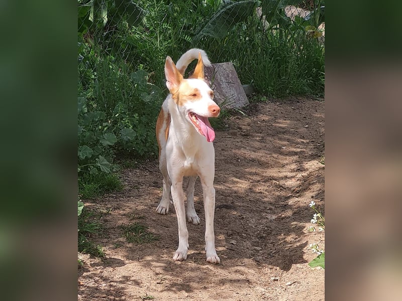Jumanji – neugieriger Podenco mit liebevollem Wesen