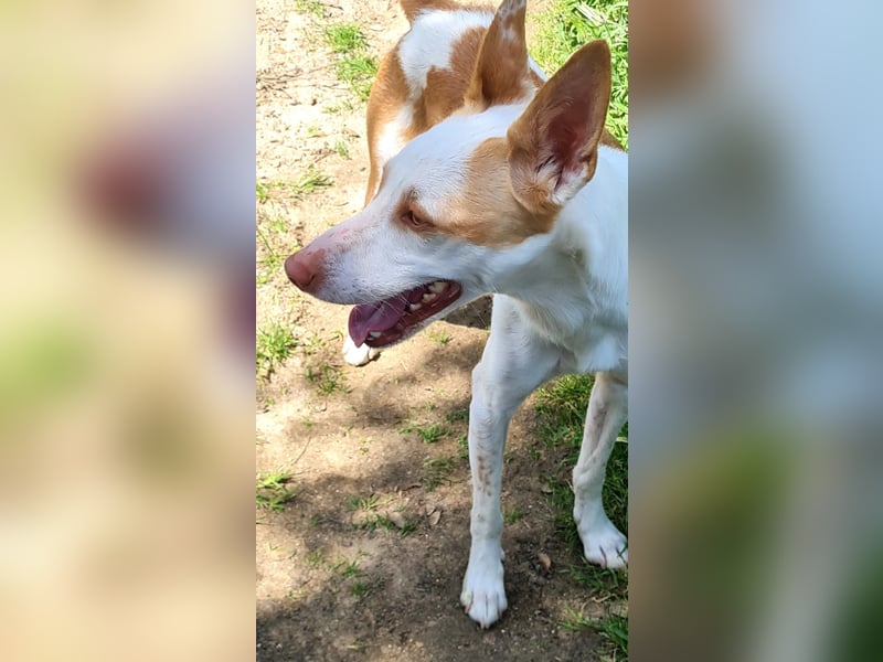 Jumanji – neugieriger Podenco mit liebevollem Wesen