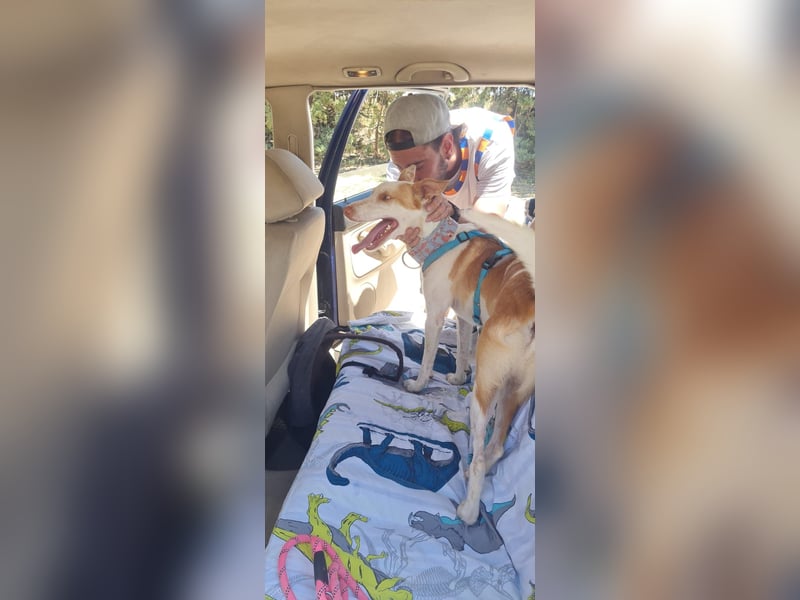 Jumanji – neugieriger Podenco mit liebevollem Wesen