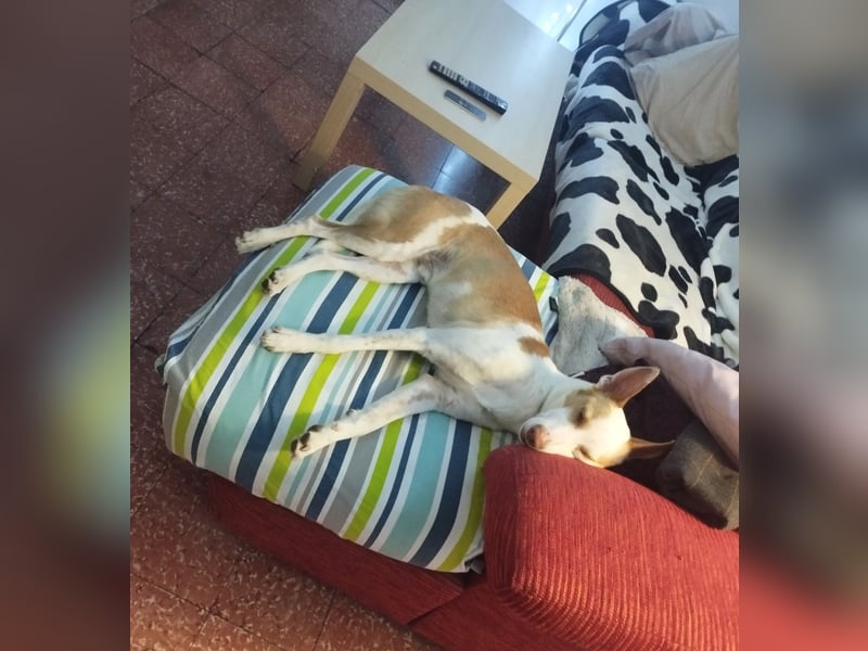 Jumanji – neugieriger Podenco mit liebevollem Wesen