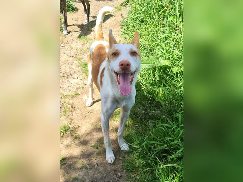 Jumanji – neugieriger Podenco mit liebevollem Wesen