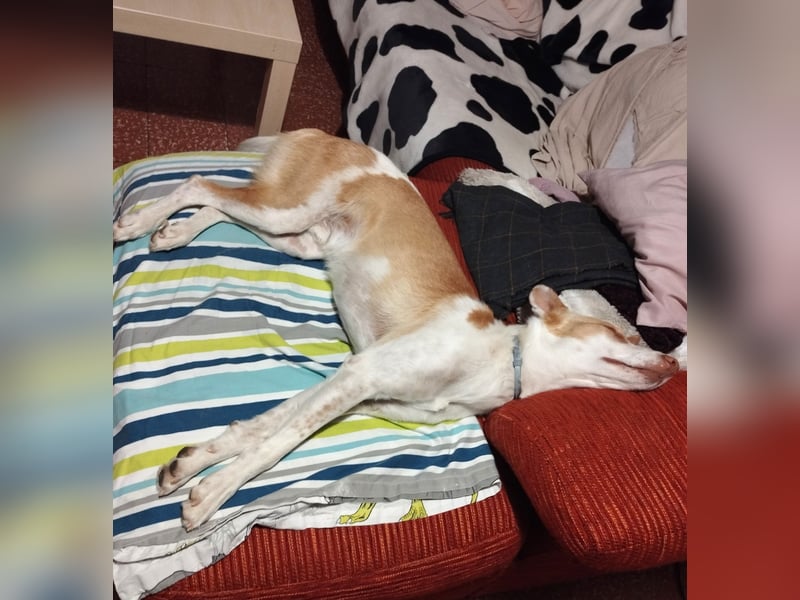 Jumanji – neugieriger Podenco mit liebevollem Wesen