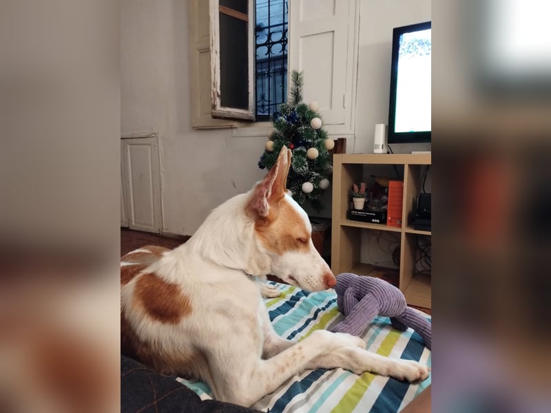 Jumanji – neugieriger Podenco mit liebevollem Wesen