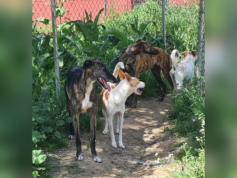 Jumanji – neugieriger Podenco mit liebevollem Wesen