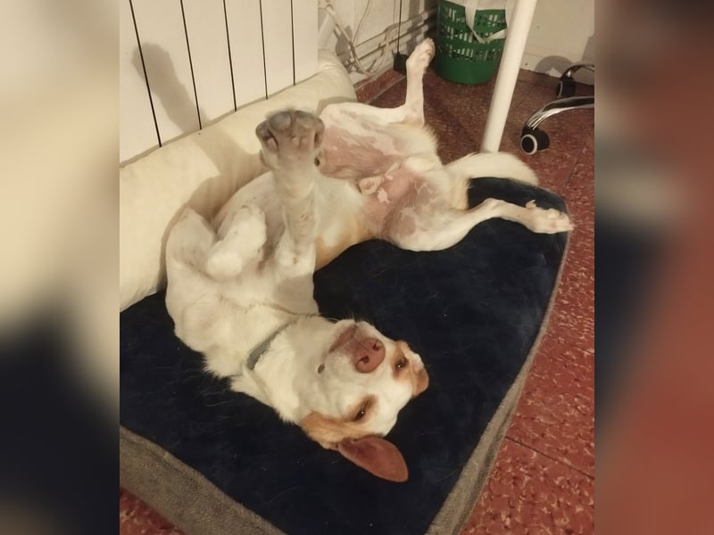 Jumanji – neugieriger Podenco mit liebevollem Wesen