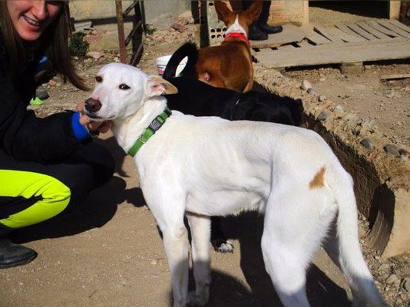 SHEIN - tolles Kerlchen sucht Familie!