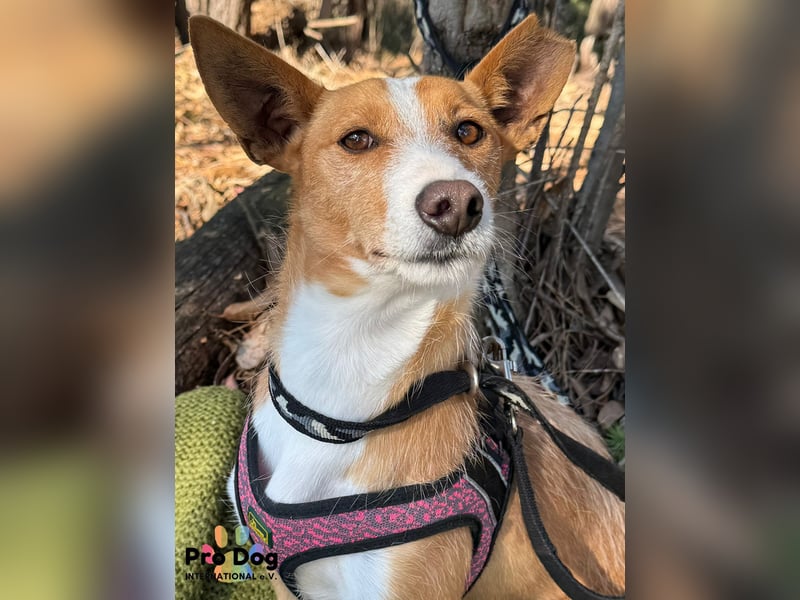 Vincent, liebevoller Podenco-Mix