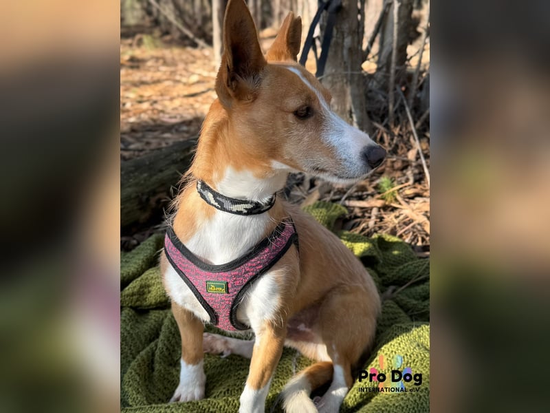 Vincent, liebevoller Podenco-Mix