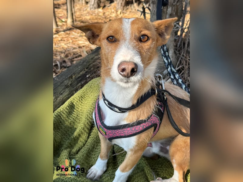 Vincent, liebevoller Podenco-Mix