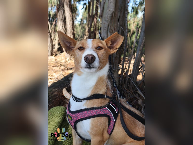 Vincent, liebevoller Podenco-Mix