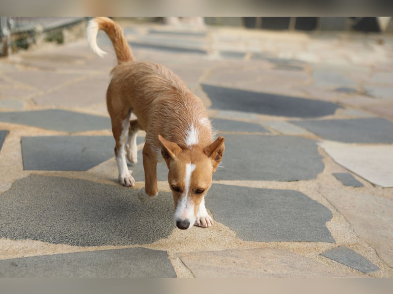 Vincent, liebevoller Podenco-Mix