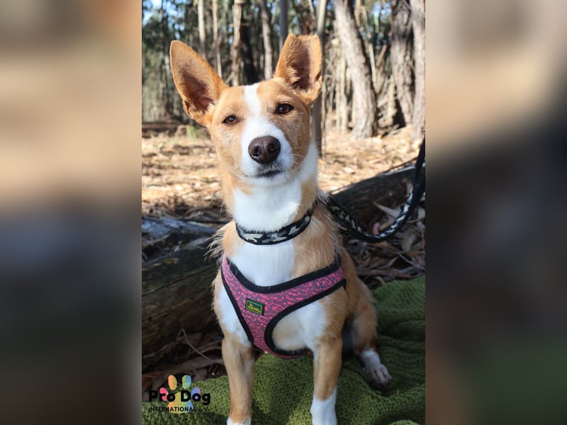 Vincent, liebevoller Podenco-Mix