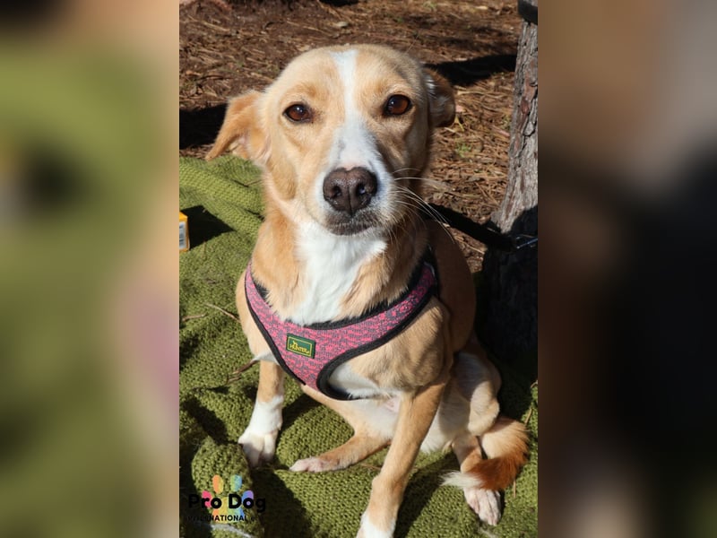 Vincent, liebevoller Podenco-Mix