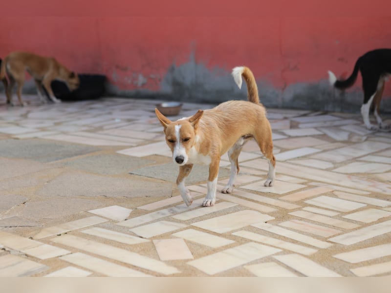 Vincent, liebevoller Podenco-Mix