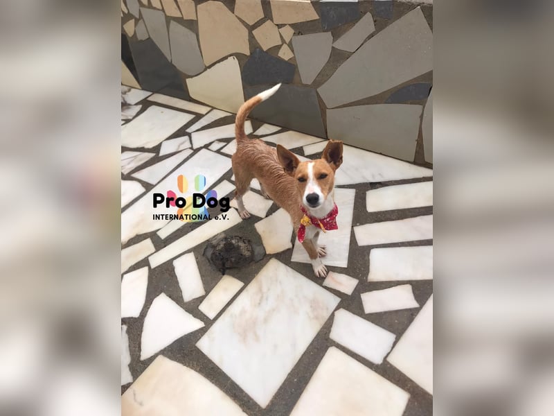 Vincent, liebevoller Podenco-Mix
