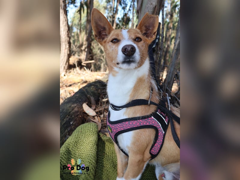 Vincent, liebevoller Podenco-Mix