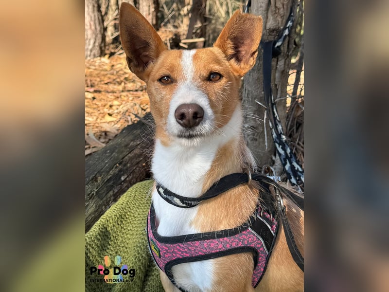 Vincent, liebevoller Podenco-Mix
