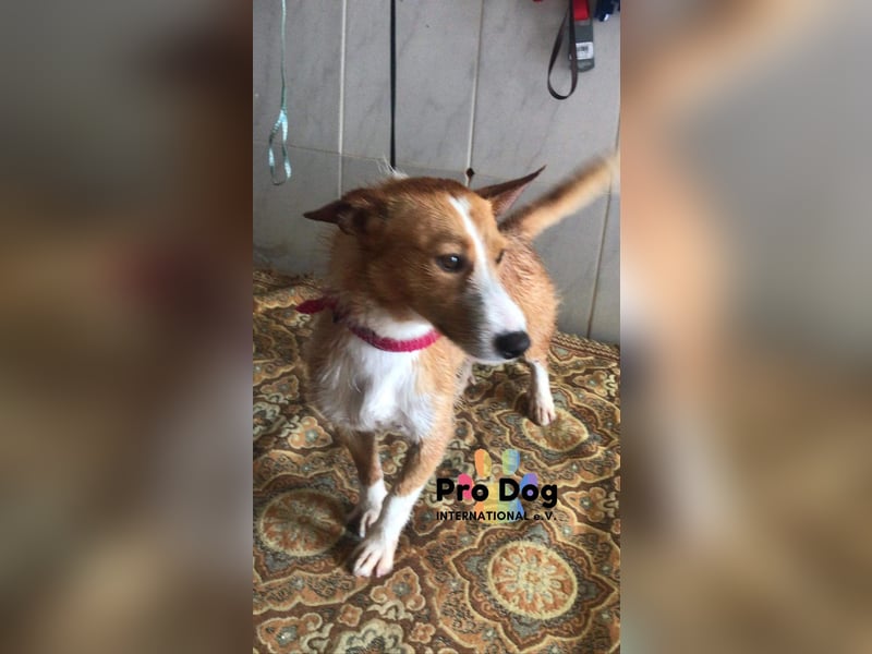Vincent, liebevoller Podenco-Mix