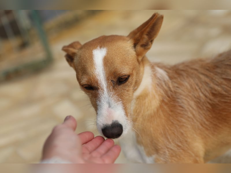 Vincent, liebevoller Podenco-Mix