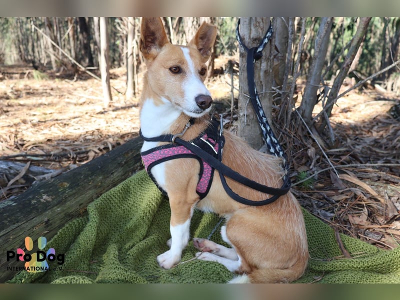 Vincent, liebevoller Podenco-Mix