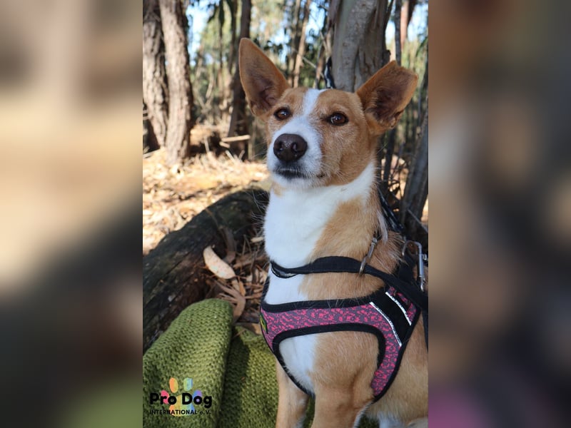 Vincent, liebevoller Podenco-Mix