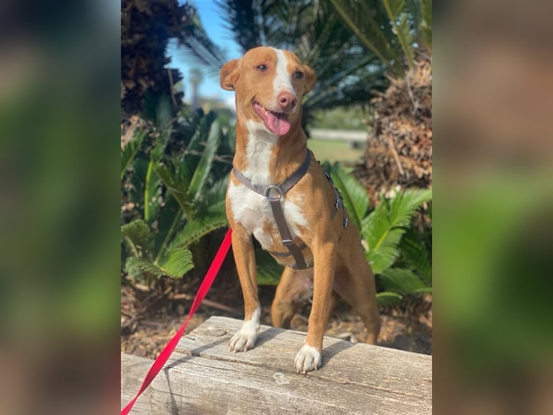 Triki - süßer, kleiner Podenco-Bube sucht seine Adoptanten