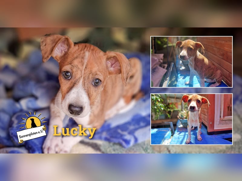 Lucky - ein Welpe sucht sein Körbchen