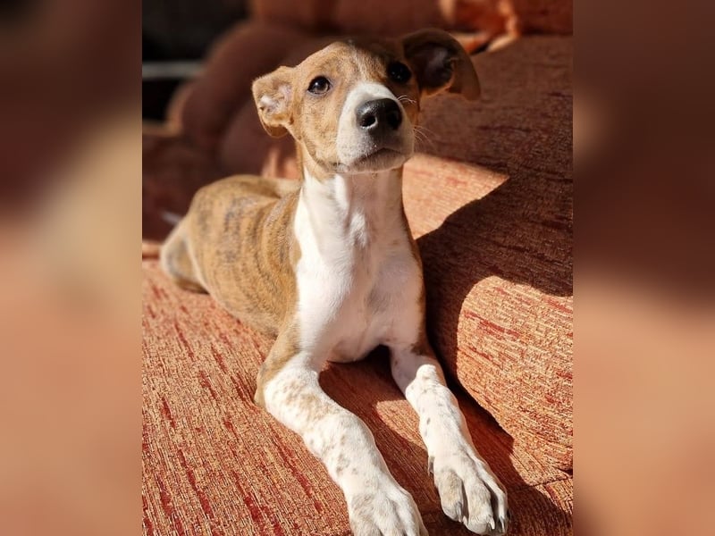 Lucky - ein Welpe sucht sein Körbchen
