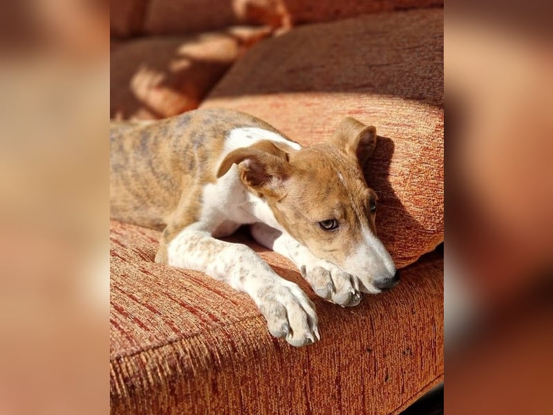 Lucky - ein Welpe sucht sein Körbchen