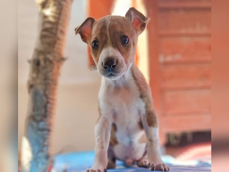 Lucky - ein Welpe sucht sein Körbchen
