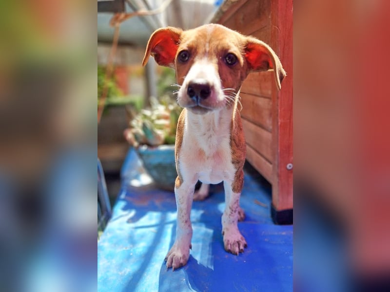 Lucky - ein Welpe sucht sein Körbchen