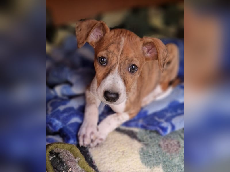 Lucky - ein Welpe sucht sein Körbchen