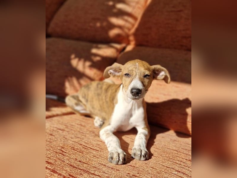 Lucky - ein Welpe sucht sein Körbchen