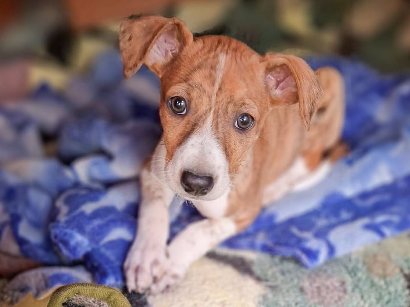 Lucky - ein Welpe sucht sein Körbchen
