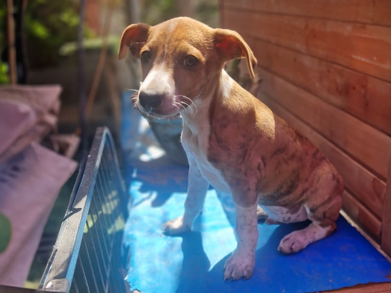 Lucky - ein Welpe sucht sein Körbchen