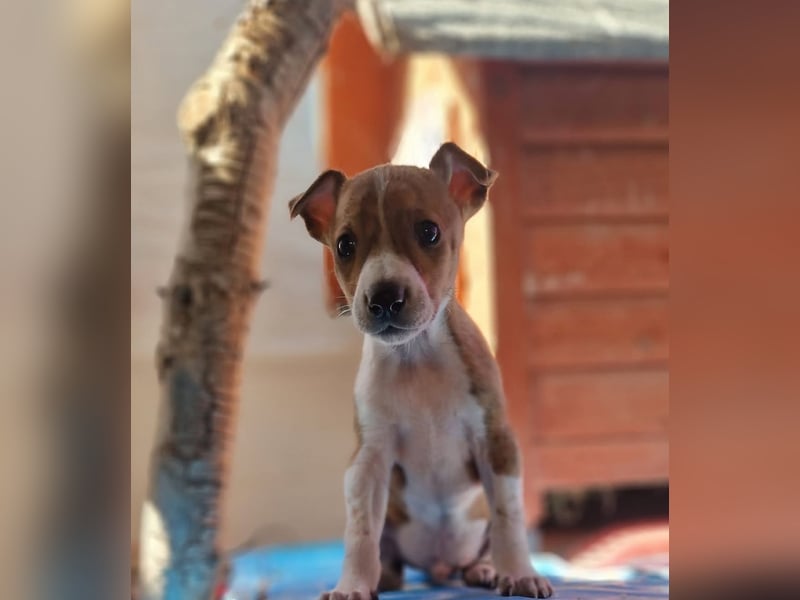 Lucky - ein Welpe sucht sein Körbchen