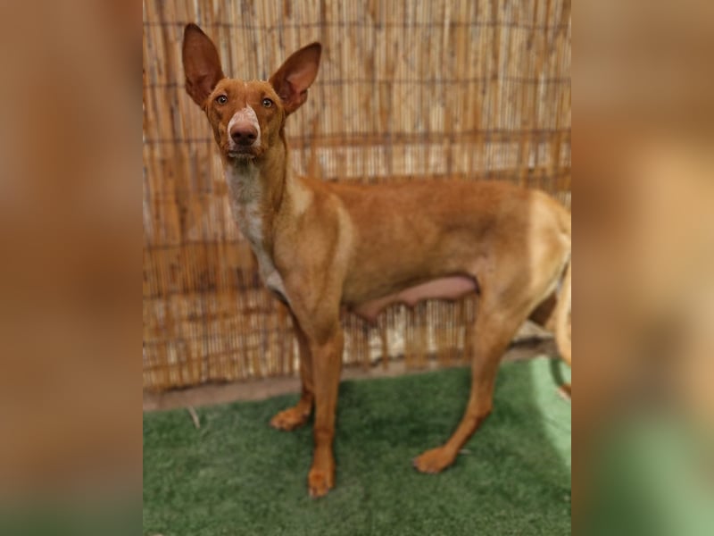 Lucky - ein Welpe sucht sein Körbchen