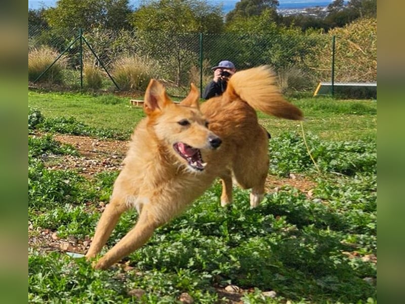 Robert (Spanien) - Struwwel-Podi-Andaluz sucht das kleine Hunde-Einmaleins