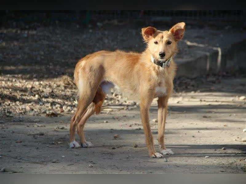 Robert (Spanien) - Struwwel-Podi-Andaluz sucht das kleine Hunde-Einmaleins