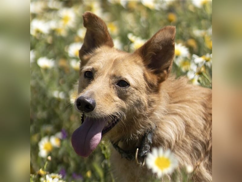Robert (Spanien) - Struwwel-Podi-Andaluz sucht das kleine Hunde-Einmaleins