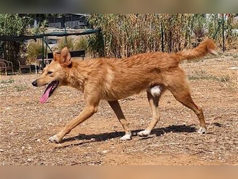 Robert (Spanien) - Struwwel-Podi-Andaluz sucht das kleine Hunde-Einmaleins